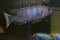 /album/fotogaljerjeja/atsej-ngara-1-jpg/